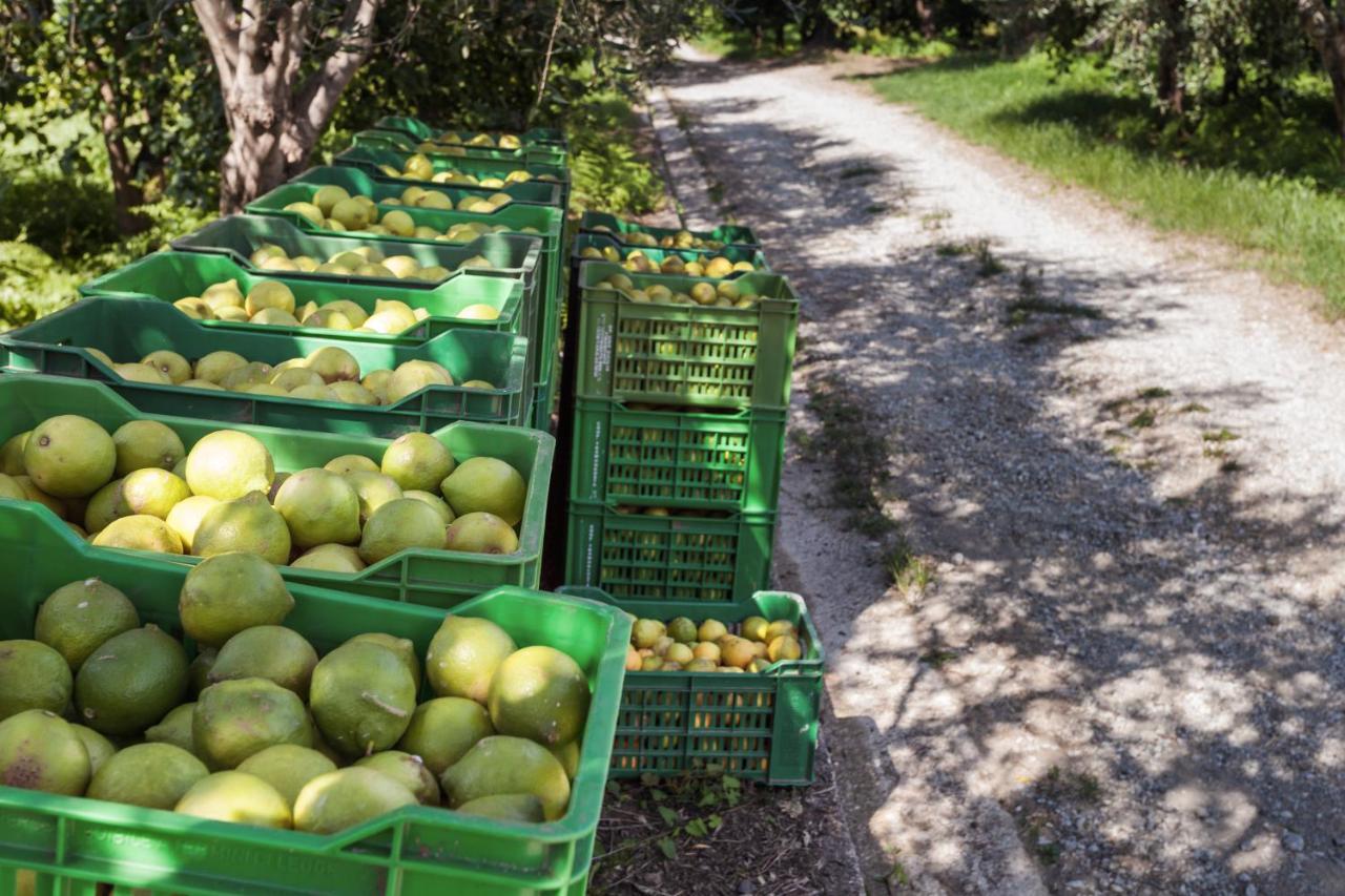 Capri Leone Agricontura旅馆 外观 照片